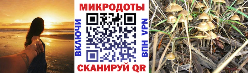 Галлюциногенные грибы Psilocybe  Коломна 